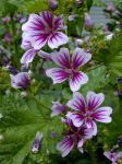 Malva sylvestris L.