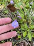 Mazus miquelii Makino