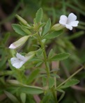 Mecardonia acuminata (Walter) Small var. acuminata
