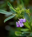 Medicago sativa L.