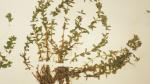 Micranthemum micranthemoides (Nutt.) Wettst.