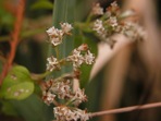 Mikania scandens (L.) Willd.