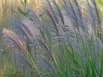 Miscanthus sinensis Anderss.
