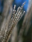 Miscanthus sinensis Anderss.