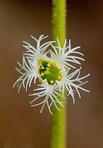 Mitella diphylla L.