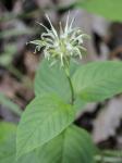 Monarda reedii Floden & Townsend
