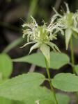 Monarda reedii Floden & Townsend