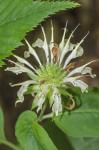 Monarda reedii Floden & Townsend
