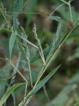Muhlenbergia frondosa (Poir.) Fern.