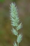 Muhlenbergia glomerata (Willd.) Trin.