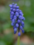Muscari botryoides (L.) P. Mill.