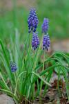 Muscari botryoides (L.) P. Mill.