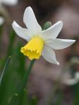Narcissus ×incomparabilis P. Mill. (pro sp.)