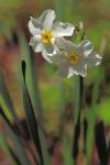 Narcissus ×medioluteus P. Mill.