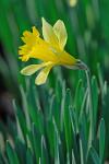 Narcissus pseudonarcissus L.