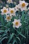 Narcissus tazetta L.