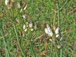Nothoscordum gracile (Dryander) Stearn