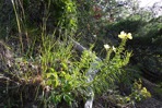 Oenothera argillicola Mackenzie