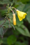 Oenothera tetragona Roth