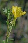Oenothera parviflora L.