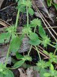 Edrastima uniflora (L.) Raf.