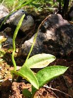 Ophioglossum engelmannii Prantl