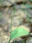 Ophioglossum pycnostichum (Fernald) A. & D. Love