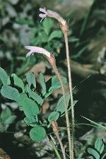Orobanche uniflora L.
