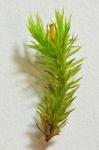 Orthotrichum keeverae H.A. Crum & L.E. Anderson