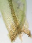 Orthotrichum keeverae H.A. Crum & L.E. Anderson