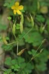 Oxalis florida Salisbury