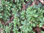Pachysandra terminalis Sieb. & Zucc.
