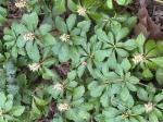 Pachysandra terminalis Sieb. & Zucc.