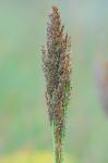 Coleataenia rigidula (Bosc ex Nees) LeBlond ssp. condensa (Nash) LeBlond