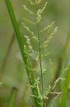 Coleataenia anceps (Michx.) Soreng ssp. anceps