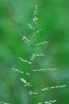 Coleataenia anceps (Michx.) Soreng ssp. anceps