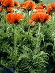 Papaver orientale L.