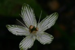 Parnassia grandifolia DC.