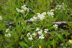 Parthenium integrifolium L. var. integrifolium