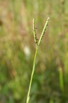 Paspalum distichum L.