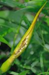 Peltandra virginica (L.) Schott