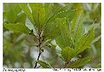 Persea palustris (Raf.) Sarg.