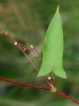 Persicaria arifolia (L.) Haraldson