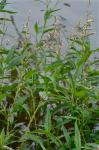 Persicaria glabra (Willd.) M. Gomez