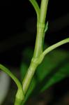 Persicaria glabra (Willd.) M. Gomez
