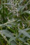 Persicaria robustior (Small) E.P. Bicknell