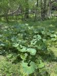 Petasites japonicus (Sieb. & Zucc.) Maxim.