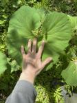 Petasites japonicus (Sieb. & Zucc.) Maxim.