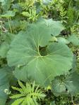 Petasites japonicus (Sieb. & Zucc.) Maxim.