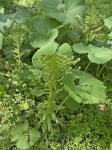 Petasites japonicus (Sieb. & Zucc.) Maxim.